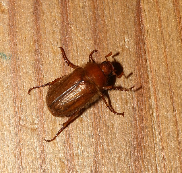 Visitor